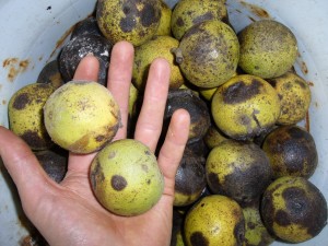 noix noyer noir (jugland nigra)